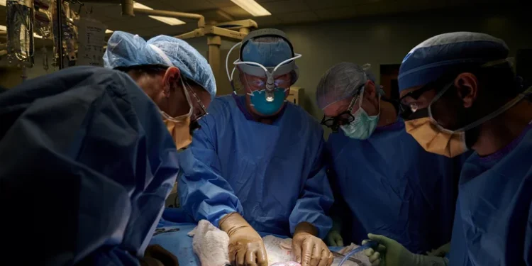 Los trasplantes de órganos de cerdos a humanos serán algo cotidiano en los próximos años