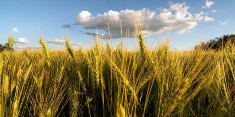 El trigo no detiene su escalada y se acercó a los US$ 500
