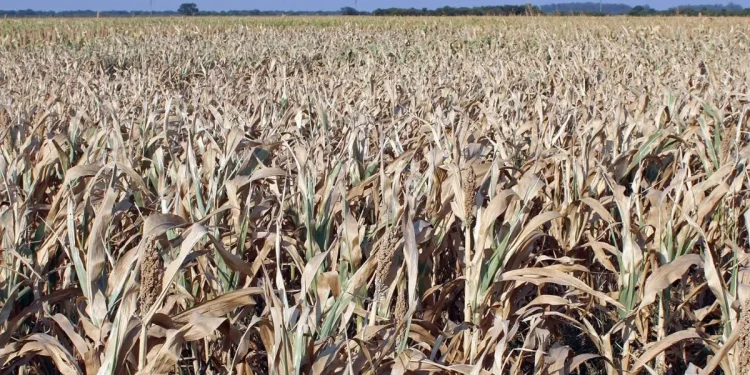 Dólares y sequía: baja expectativa de liquidación de divisas de los agroexportadores para marzo