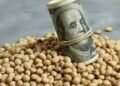 Alerta dólar: recortan estimación del área de soja para la cosecha 2024/25