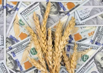 Liquidaciones de dólares: incertidumbre en el agro.