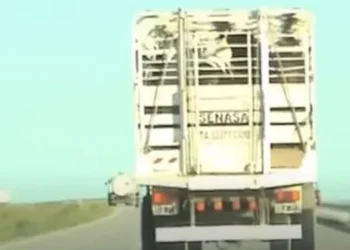 Transporte seguro: Senasa aprueba nueva regulación.