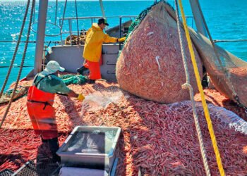 Actualización: pago de multas para el sector pesquero