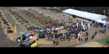 Innovador método de un productor para aumentar la capacidad reproductiva de las vacas
