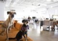 El Ascenso de la “Pet Economy”: Transformación Estructural y Nuevos Modelos de Negocio 2026