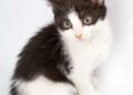 Un veterinario aclara: “Los gatos de pelaje blanco y negro pueden ser más propensos al estrés”
