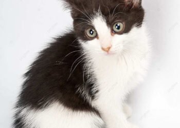Un veterinario aclara: “Los gatos de pelaje blanco y negro pueden ser más propensos al estrés”