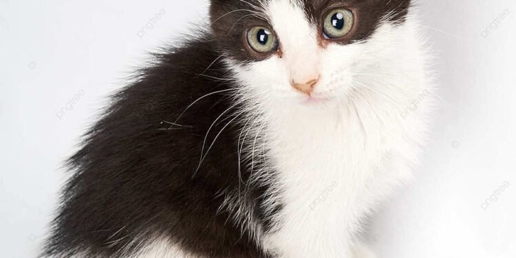 Un veterinario aclara: “Los gatos de pelaje blanco y negro pueden ser más propensos al estrés”