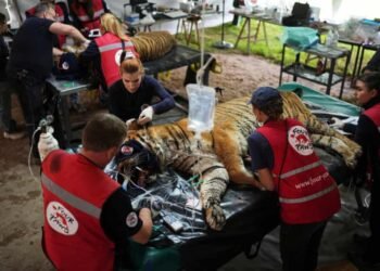 Traslado histórico: 30 felinos del exzoológico de Luján rumbo a santuarios internacionales
