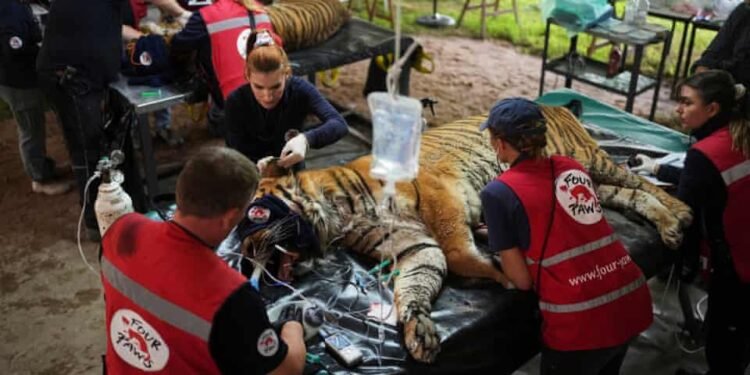 Traslado histórico: 30 felinos del exzoológico de Luján rumbo a santuarios internacionales