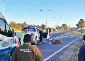 Lalo, el ciervo del Delta, se recuperó gracias a un esfuerzo colectivo