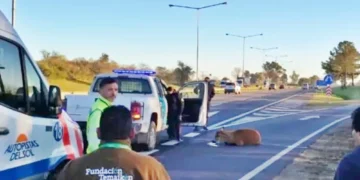 Lalo, el ciervo del Delta, se recuperó gracias a un esfuerzo colectivo