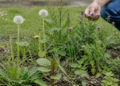Plantas que indican la salud del suelo en tu jardín