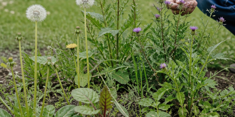 Plantas que indican la salud del suelo en tu jardín