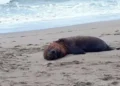 Un lobo marino fallece tras ser baleado en Santa Teresita