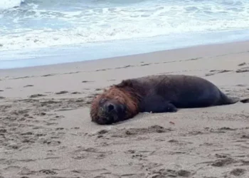 Un lobo marino fallece tras ser baleado en Santa Teresita