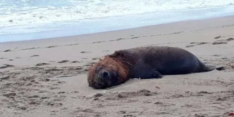 Un lobo marino fallece tras ser baleado en Santa Teresita