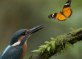 El enigma de las alas de mariposas: su colorido las protege de los depredadores
