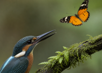 El enigma de las alas de mariposas: su colorido las protege de los depredadores
