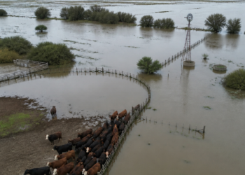 La angustia de los ganaderos por las inundaciones en el Litoral: “En 15 días se tapan todos los campos”