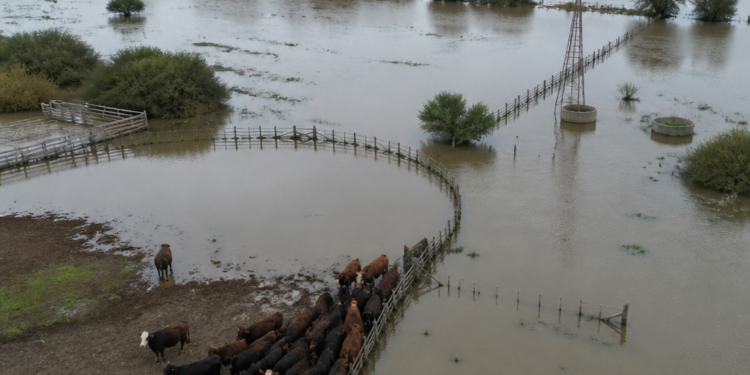 La angustia de los ganaderos por las inundaciones en el Litoral: “En 15 días se tapan todos los campos”
