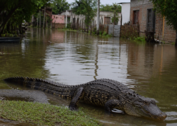 Inundaciones en el Litoral: Rescate de Fauna en Áreas Urbanas