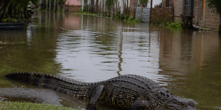 Inundaciones en el Litoral: Rescate de Fauna en Áreas Urbanas