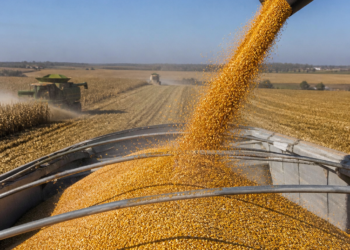 La cosecha en Estados Unidos reduce los precios del maíz y la soja